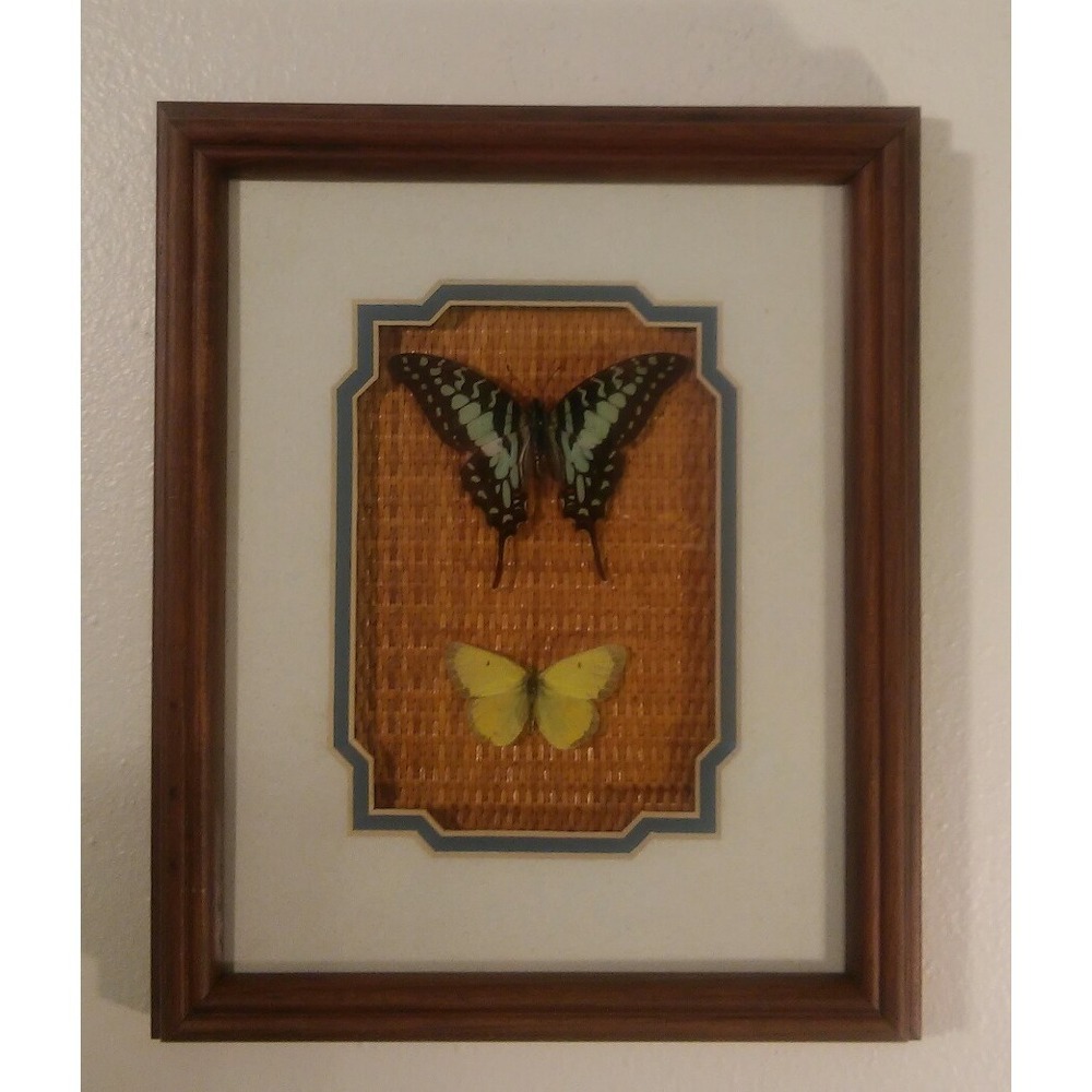 Butterfly Mounts - in 9.5 x 11.5" Shadowbox frame
